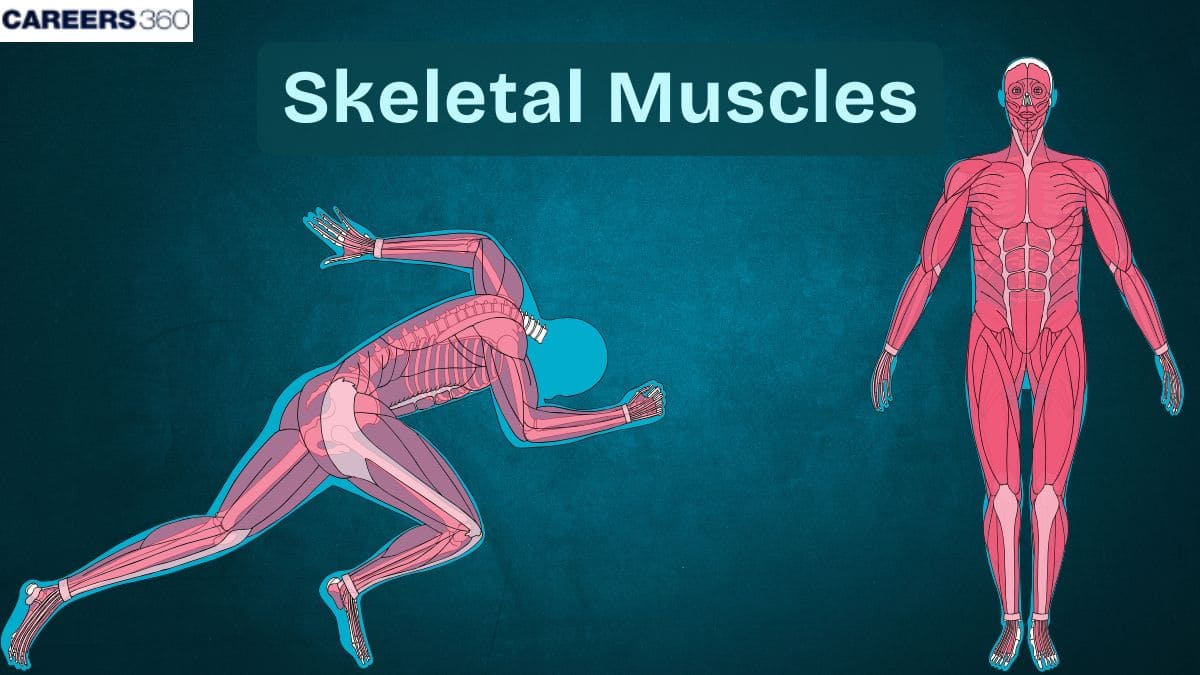 Skeletal Muscles: What Is It, Function, Location, Anatomy